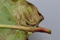 Gypsonoma dealbana