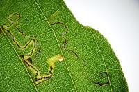 Stigmella alnetella