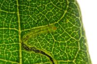 Stigmella alnetella