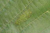 Phyllonorycter rajella