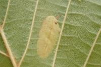 Phyllonorycter rajella