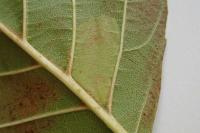 Phyllonorycter klemannella