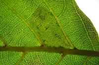 Phyllonorycter klemannella
