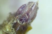 Epirrita dilutata