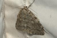 Epirrita dilutata