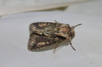 Allophyes oxyacanthae