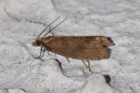 Epinotia sordidana