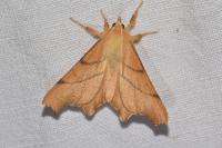 Ennomos erosaria