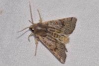 Anchoscelis lunosa