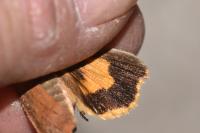 Noctua janthe