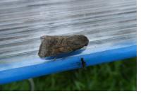 Helicoverpa armigera