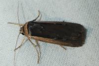 Ochropleura leucogaster