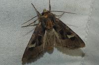 Trigonophora flammea