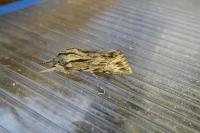 Asteroscopus sphinx