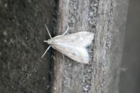 Udea ferrugalis