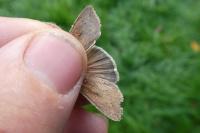 Mythimna unipuncta