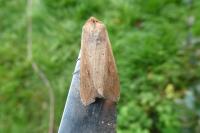 Mythimna unipuncta