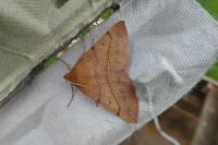 Colotois pennaria