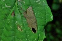 Antispila petryi