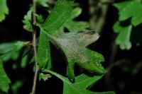 Phyllonorycter corylifoliella