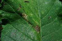Phyllonorycter schreberella