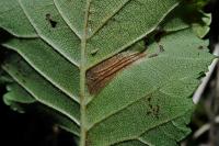 Phyllonorycter schreberella