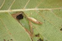 Phyllonorycter schreberella