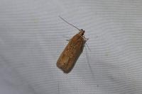 Helcystogramma triannulella