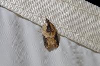 Acleris variegana