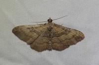 Nycterosea obstipata
