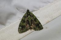 Chloroclysta siterata