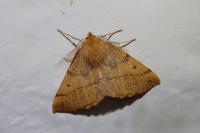 Colotois pennaria