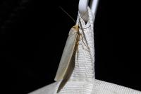Eilema caniola