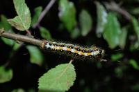 Acronicta tridens