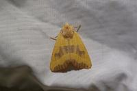 Atethmia centrago