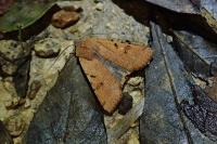 Agrochola lychnidis