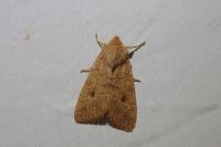 Sunira circellaris