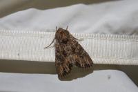 Mniotype solieri