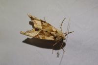 Phlogophora meticulosa