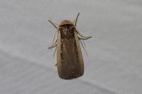 Ochropleura leucogaster