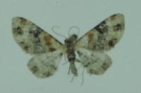 Eupithecia linariata/pulchellata