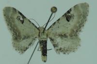 Eupithecia centaureata