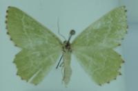 Thalera fimbrialis