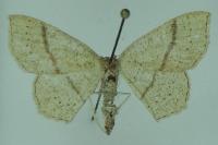 Cyclophora punctaria