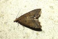 Diplopseustis perieresalis