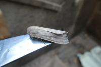 Mythimna unipuncta