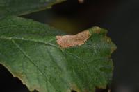 Phyllonorycter geniculella