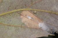 Phyllonorycter geniculella