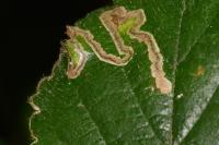 Stigmella aurella/splendidissimella