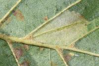 Phyllonorycter rajella
